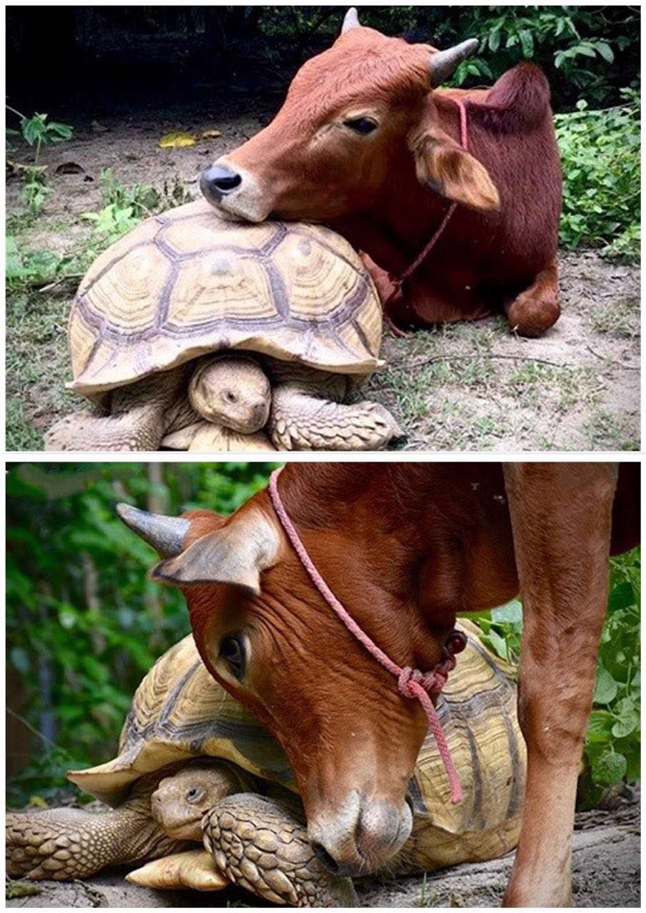 دوستی جالب گوساله با لاکپشت
لئونارد و لاکپشت افریقایی اغلب باهم دیده می شوند ، غذایشان را با هم شریک می شوند و باهم استراحت می کنند' دوستی این دو سوژه عکاسان شده